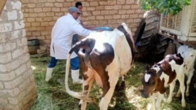 تحصين 266 ألف و554 رأس ماشية ضد الحمى القلاعية والوادي المتصدع بالغربية