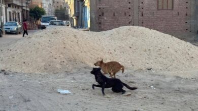 حملة للتعامل الآمن مع كلاب الشوارع بدمياط.. وأرقام للإبلاغ عن حالات العقر