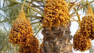 مصر تتصدر إنتاج التمور عالميًا.. وتتوسع في زراعة الأصناف التصديرية